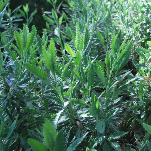 Lavandula heterophylla
